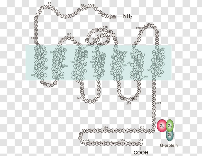 Body Jewellery Chain Font - Jewelry Making Transparent PNG