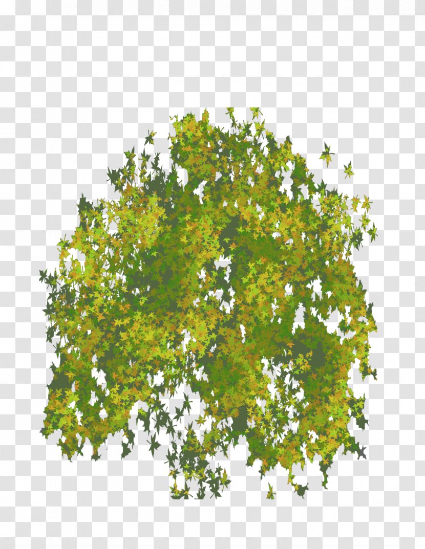Tree Shrub - Visualization - Photo Top Transparent PNG