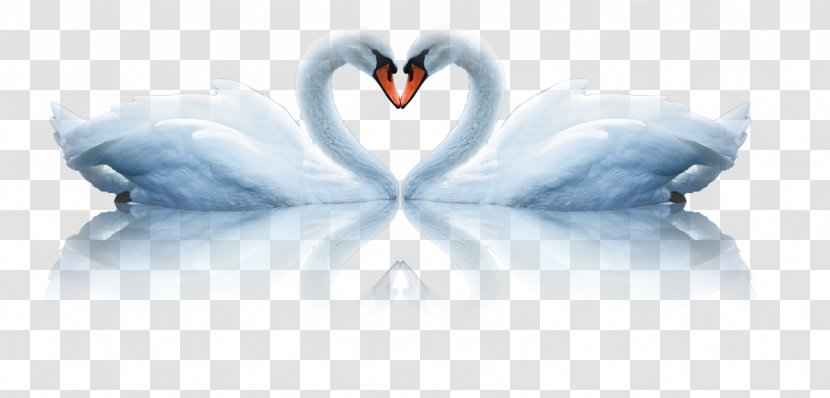 Cygnini Bird Computer File - Love - Swan Transparent PNG