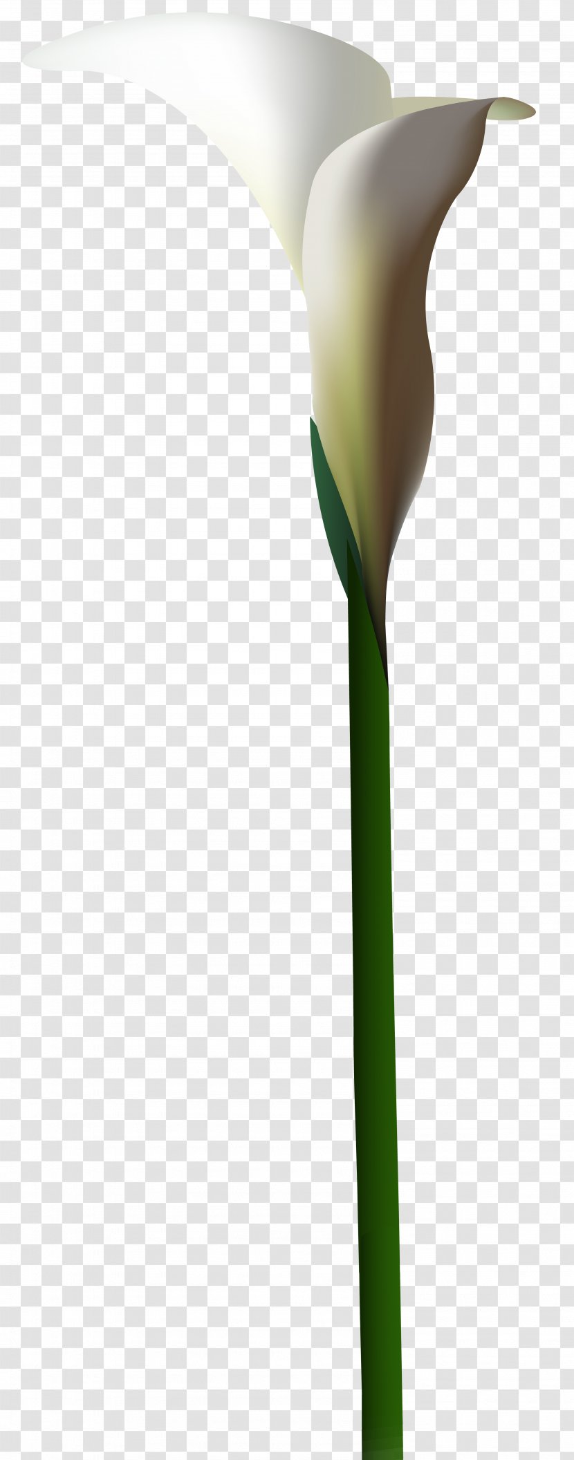 Calla Lily Flower Clip Art - Arum Lilies - Callalily Transparent PNG