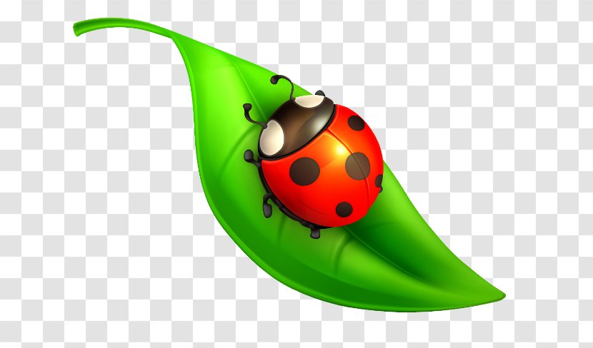 Ladybird Beetle Insect Drawing Clip Art - Fishpond Limited Transparent PNG