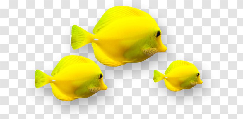 Ornamental Fish Yellow - Color Transparent PNG