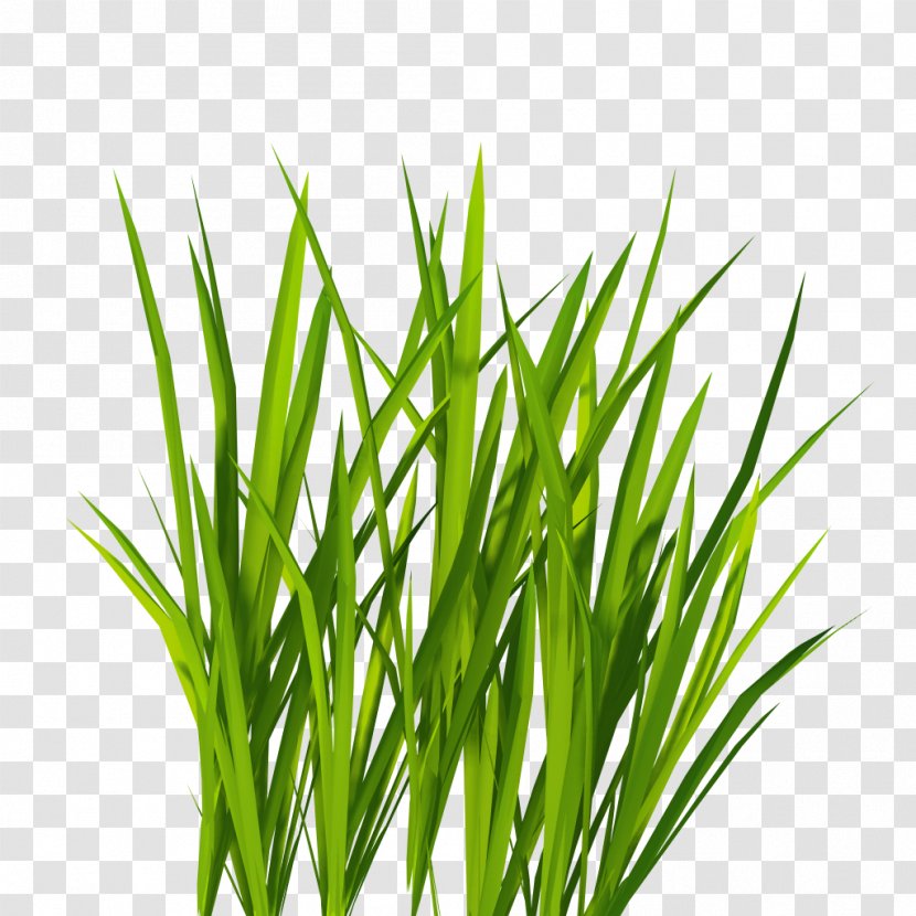 Grass - Lawn - Plant Transparent PNG