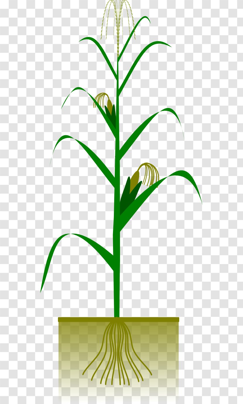 Maize Crop Plant Clip Art - Agriculture - Green Leaf Clipart Transparent PNG
