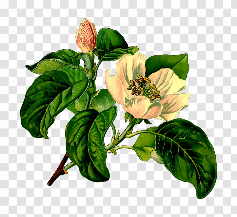 Köhler's Medicinal Plants Botanical Illustration Botany Quince - Flowering Plant Transparent PNG