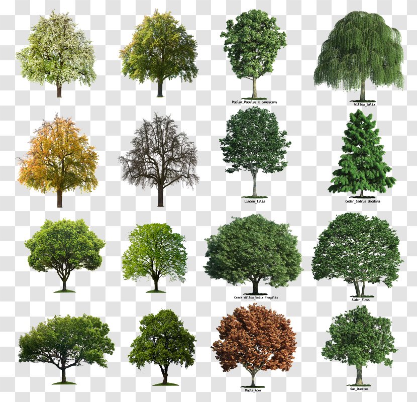 Seasons Tree Collection - Bonsai - Biome Transparent PNG