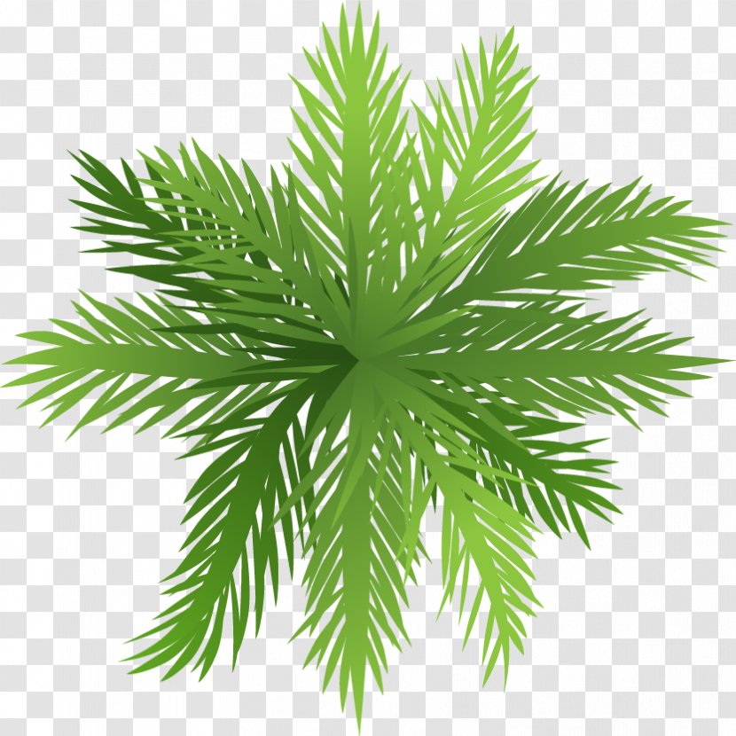 Arecaceae Tree Tropical Rainforest Plant - Pine Family - Cartoon Great Fresh Coconut Transparent PNG