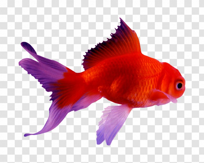 Goldfish Siamese Fighting Fish Koi Android - Fin Transparent PNG