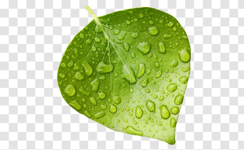 Desktop Wallpaper Leaf - Information Transparent PNG