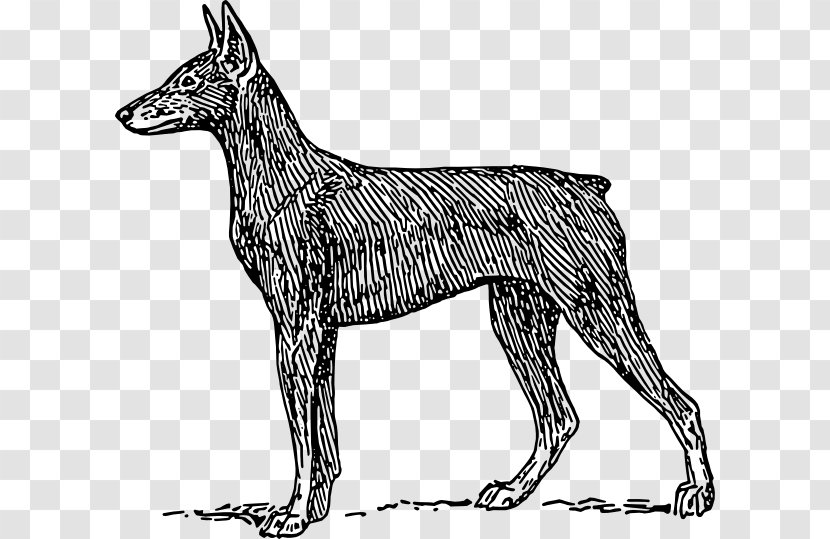 Dog Drawing - Dobermann - Pariah Tail Transparent PNG