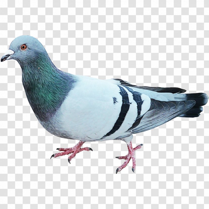 Feather - Paint - Stock Dove Transparent PNG