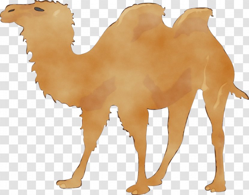 Llama - Animal Figure - Wildlife Transparent PNG