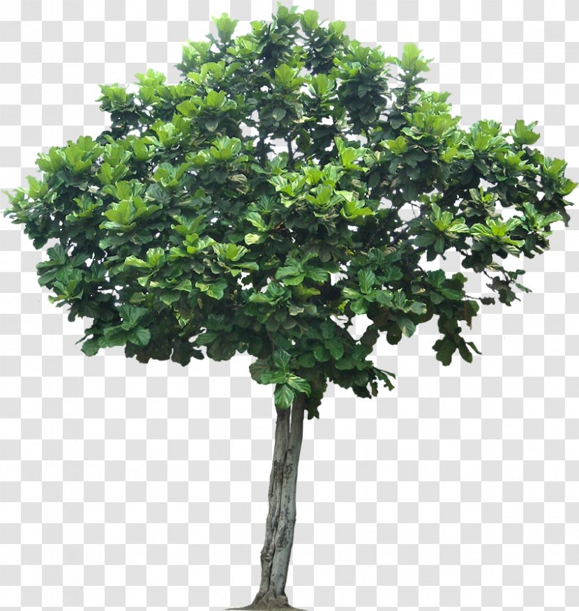 Tree Clip Art Image Branch - Trunk - Bushes Trees Transparent PNG