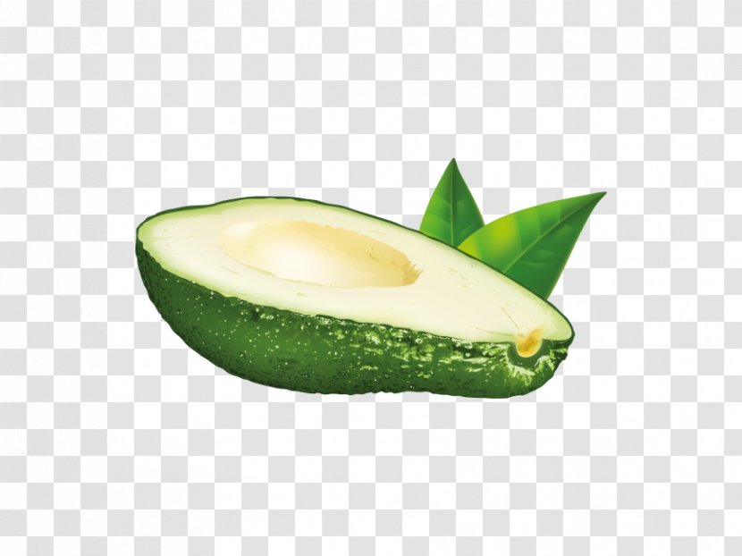 Avocado Vector Graphics Illustration Image - Drawing Transparent PNG