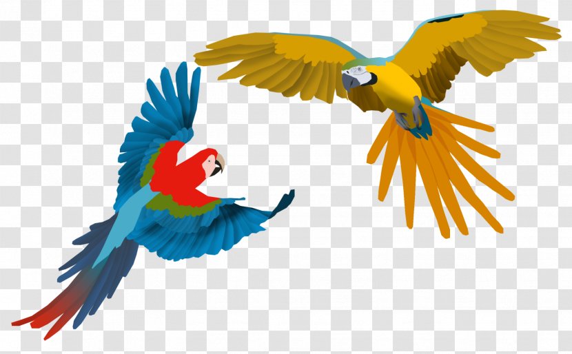 Parrot Scarlet Macaw Bird Drawing - Fauna Transparent PNG