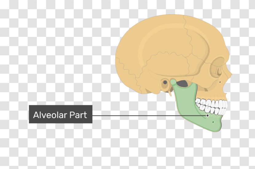 Mandible Skull Mental Foramen Condyloid Process Bone - Nose Transparent PNG