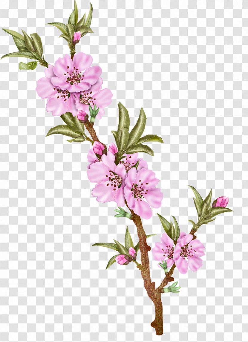 Cut Flowers Floral Design Plant Stem - Almond Transparent PNG