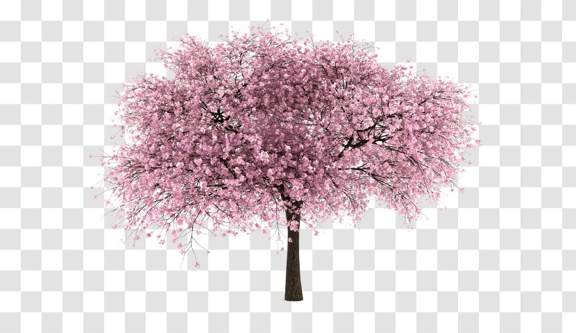 Cherry Blossom Tree Transparent PNG