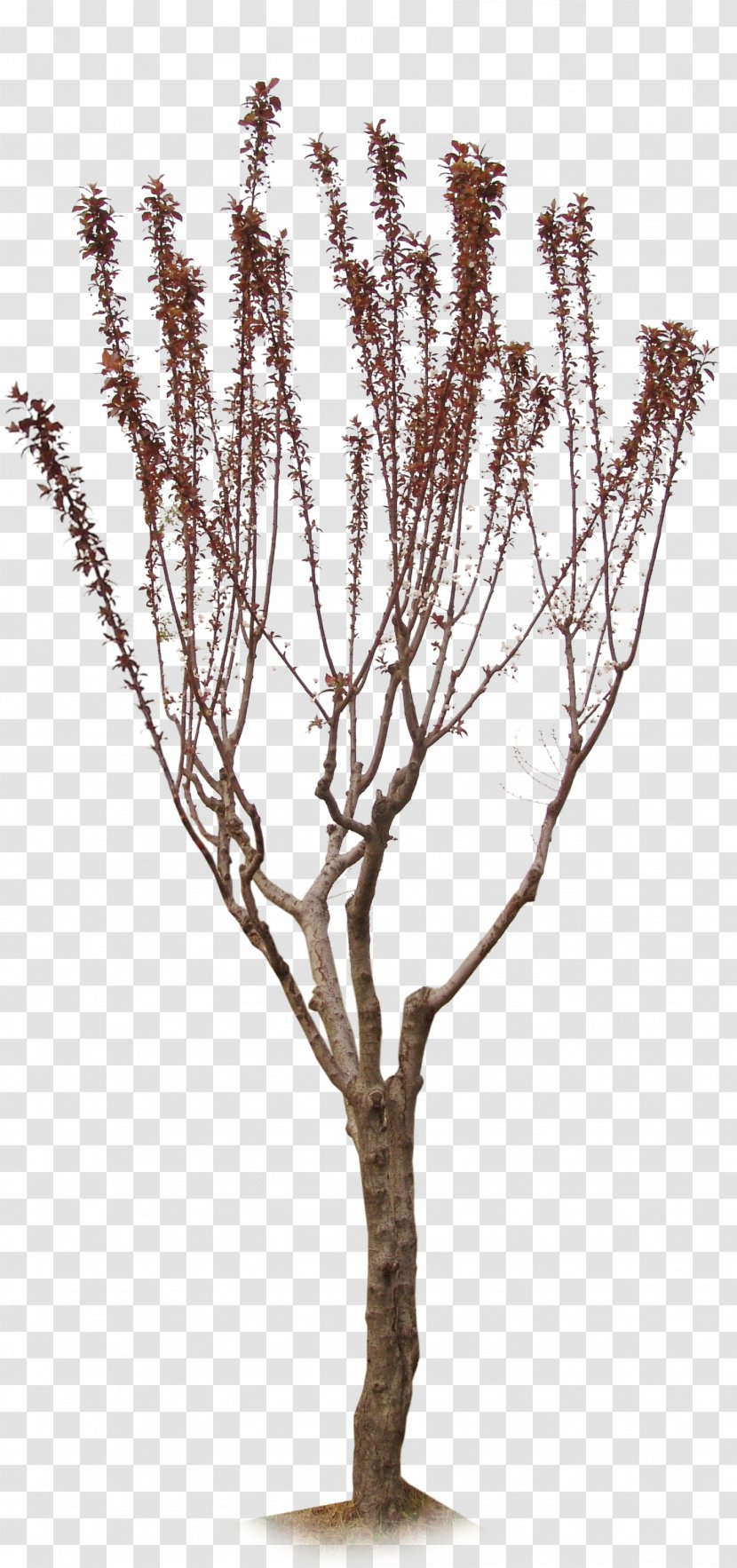 Ginkgo Biloba Twig Tree Plant Transparent PNG