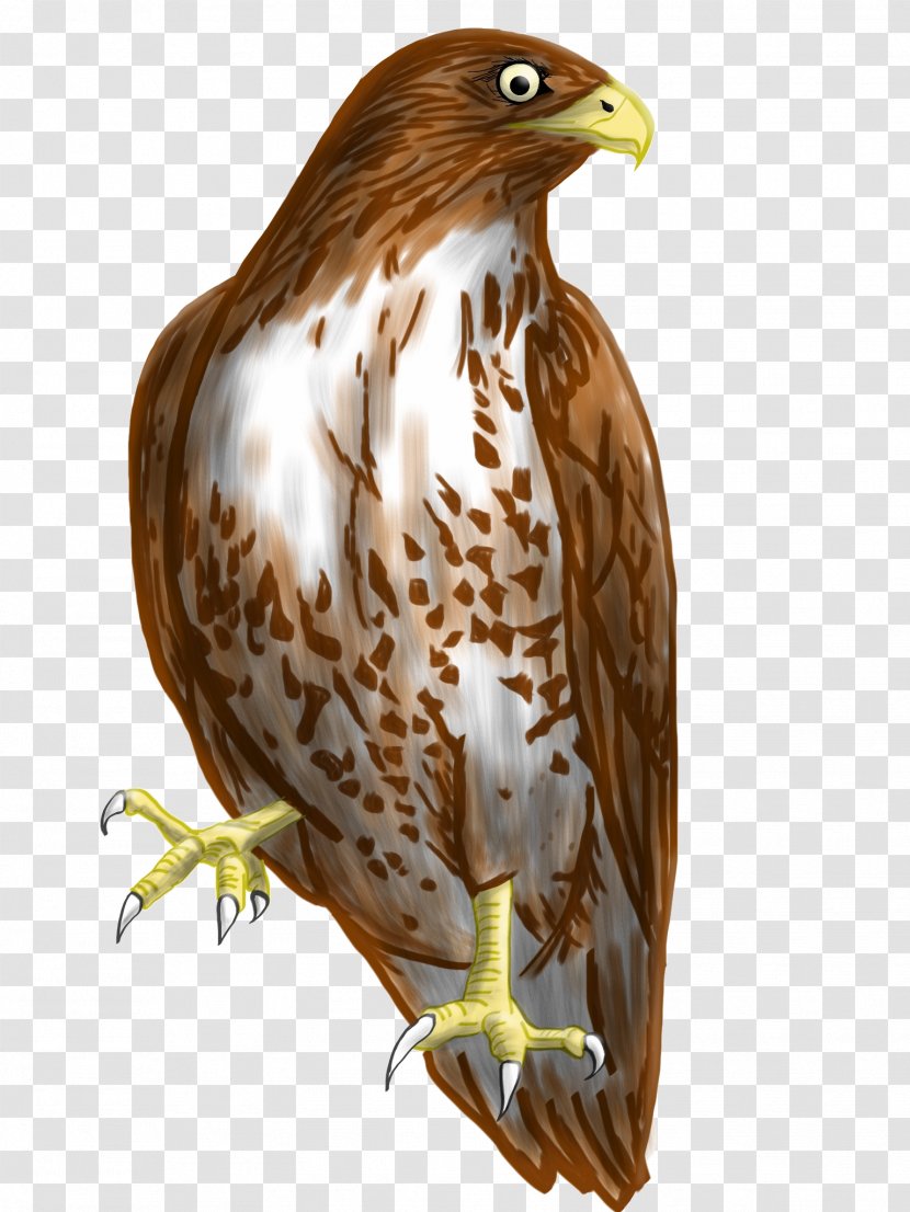 Bird Accipitridae Hawk Eagle - Falcon Transparent PNG