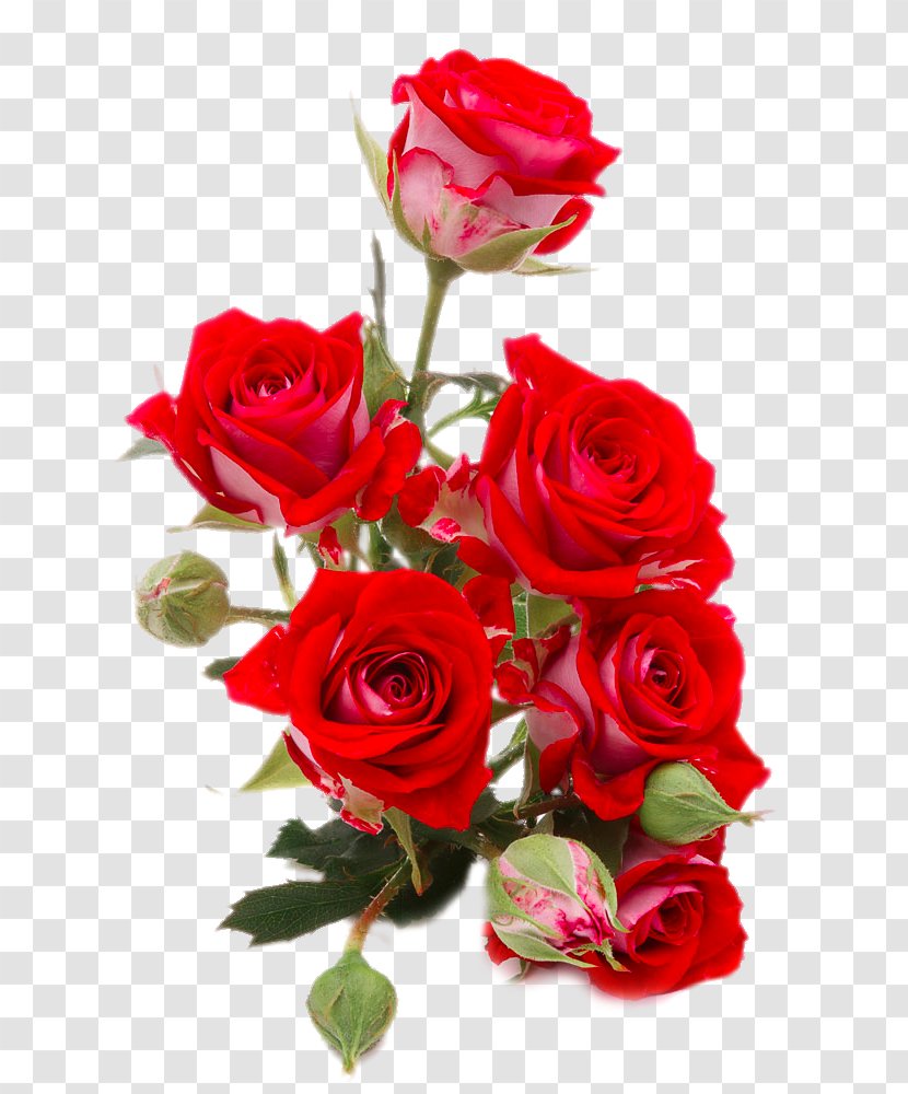 Flower Bouquet Rose Red Stock Photography - Valentine S Day - Bright Roses Close-up Transparent PNG