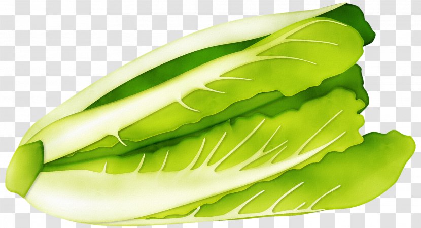 Napa Cabbage Romaine Lettuce Vegetable - Material Transparent PNG