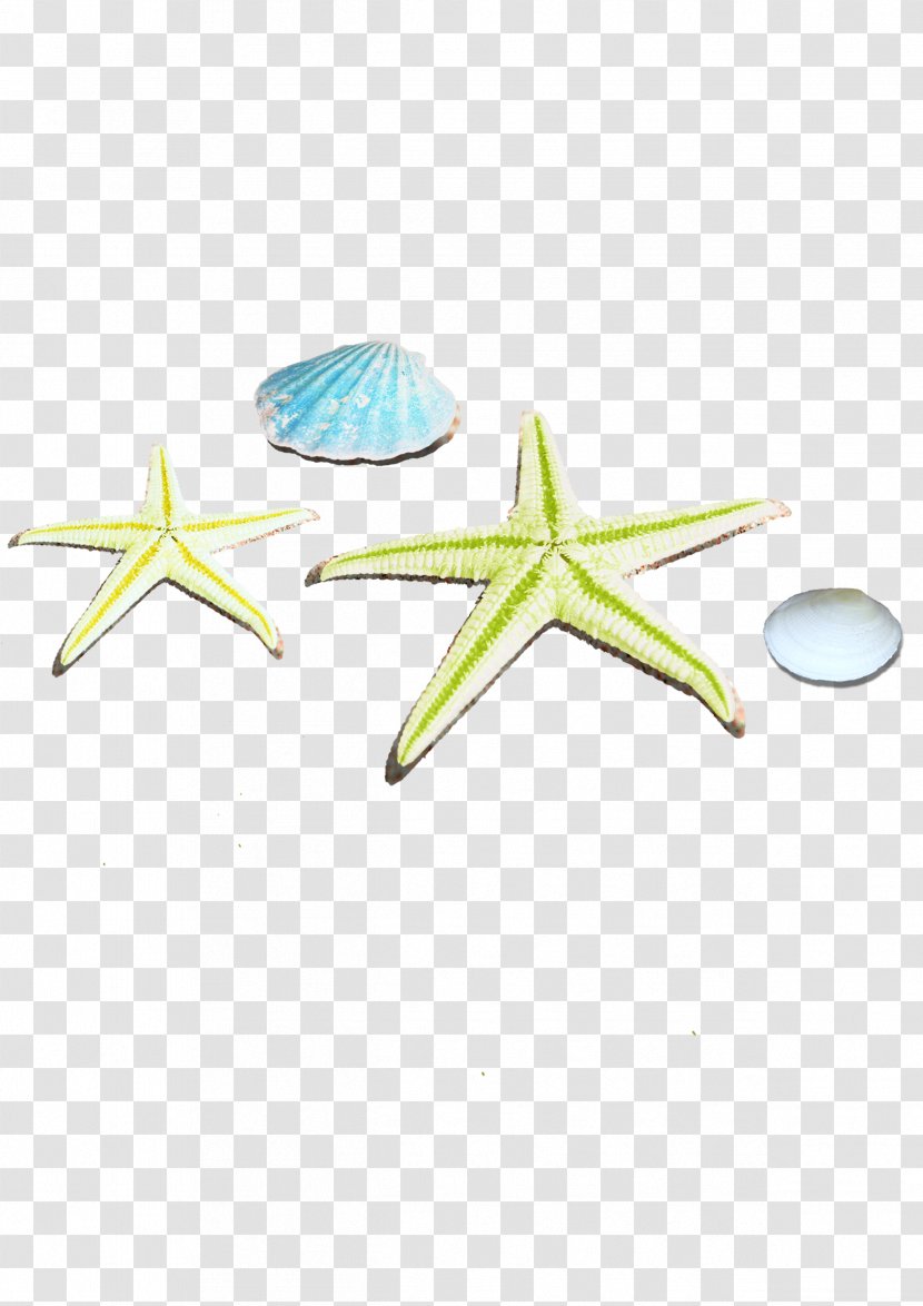 Starfish - Wing - Seaside Sandy Beach Transparent PNG