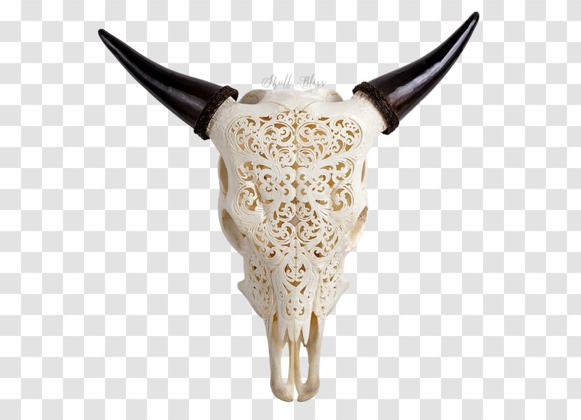 Texas Longhorn Skull English Ox - Bone Transparent PNG