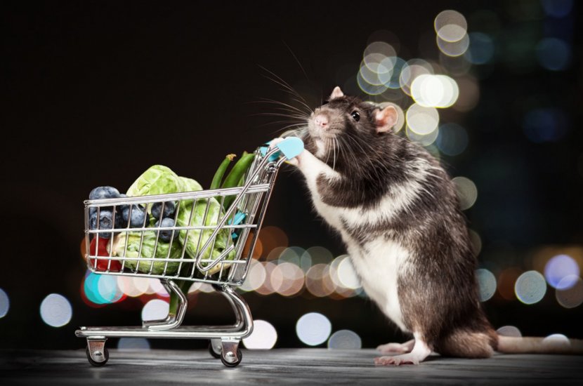 Rat Mouse Rodent Shopping Cart Stock Photography - & Transparent PNG