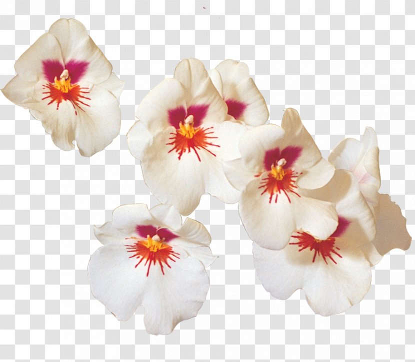 Moth Orchids U Mộng ảnh Writer Cut Flowers - Orchid - Violet Family Transparent PNG
