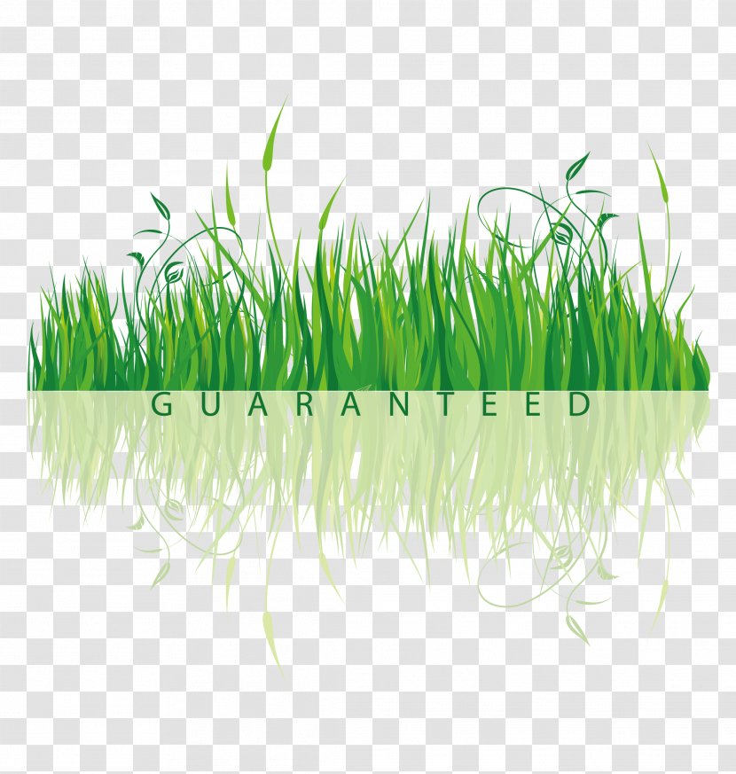 Clip Art - Royaltyfree - Grass Transparent PNG