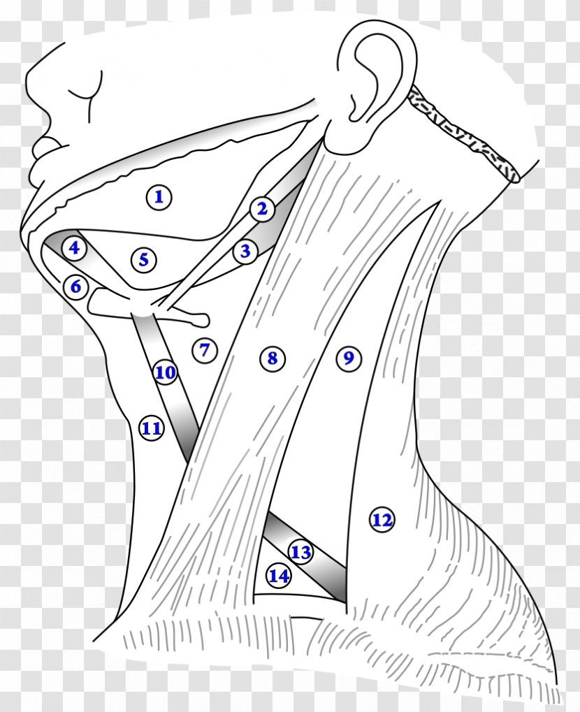 Triangles Of The Neck Anterior Triangle Digastric Muscle Posterior Carotid - Watercolor - Submental Transparent PNG