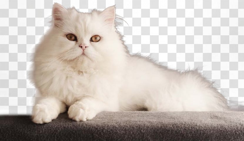 Persian Cat Bengal Kitten Dog - Mammal - White Transparent PNG