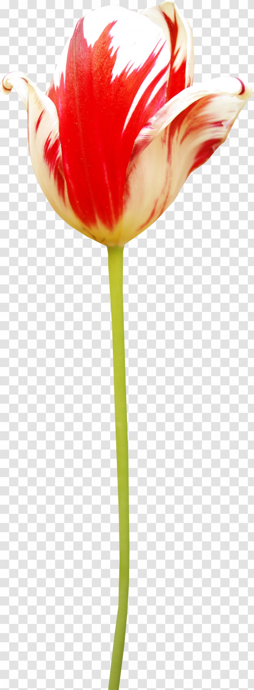 Tulip Amaryllis Jersey Lily Cut Flowers Plant Stem - Petal - Fruit Basket Transparent PNG