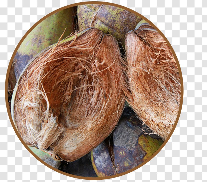 Commodity Ingredient - Coconut Husk Transparent PNG