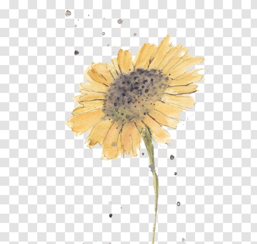 Watercolor: Flowers Watercolors For Beginners Watercolor Painting Tattoo - Daisy Family - Yellow Sunflower Transparent PNG