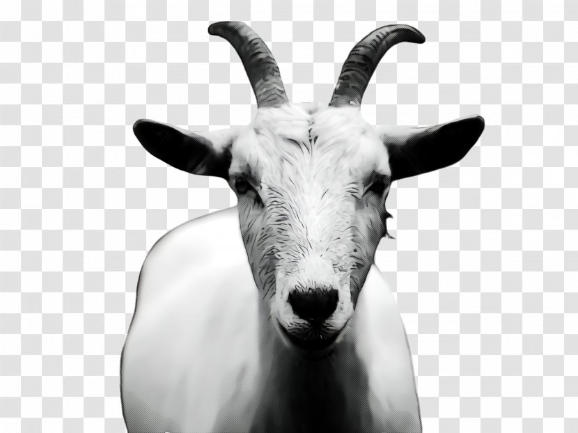 Goat Goats Horn Goat-antelope Cow-goat Family - Snout Feral Transparent PNG