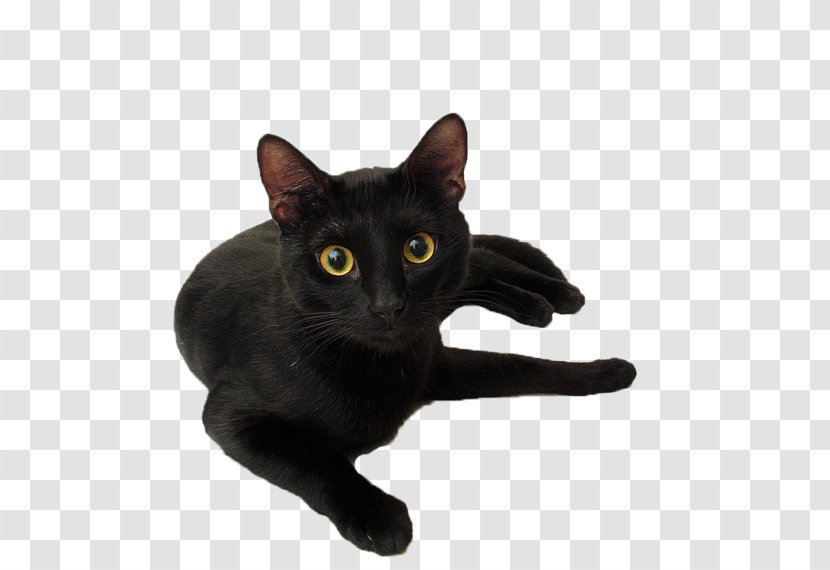 Black Cat Panther Kitten Le Chat Noir - Domestic Short Haired - Cats Transparent PNG
