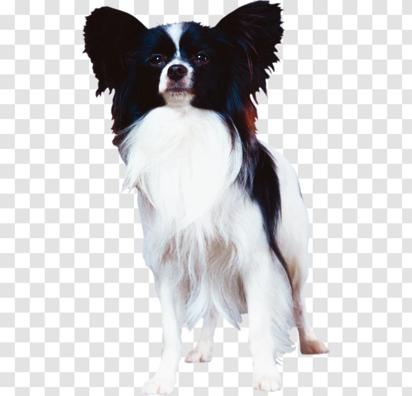 Papillon Dog Phalène Breed Companion Canidae - Drawing - Photoscape Transparent PNG