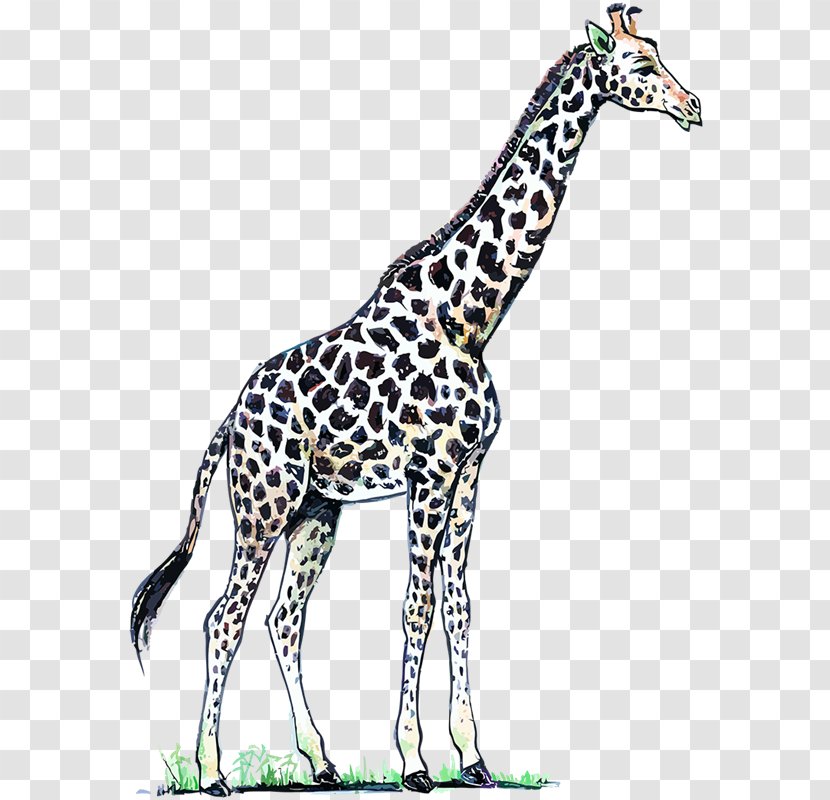 Image Adobe Photoshop Color Northern Giraffe - Animal Figure - Giraffidae Wildlife Transparent PNG