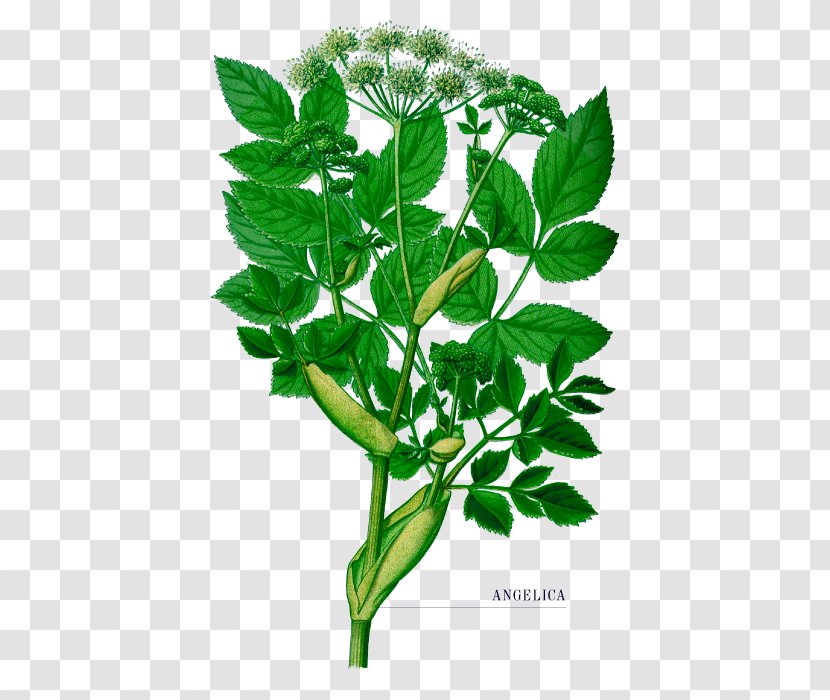 Wild Angelica Norwegian Female Ginseng Herb Plants - Herbaceous Plant - Botanical Gin Transparent PNG