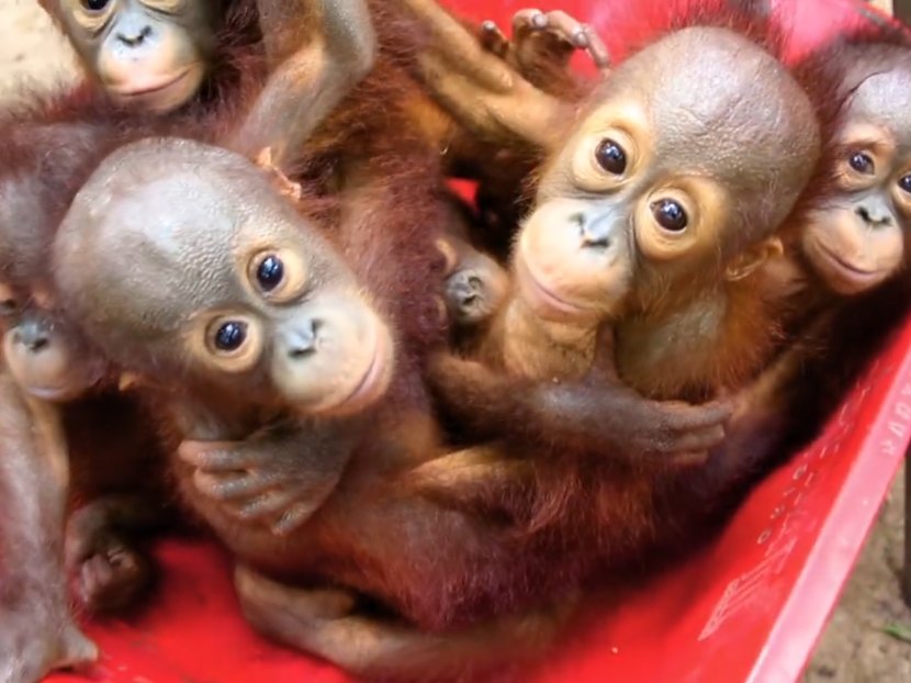 Baby Orangutans Primate Gibbon Chimpanzee - Animal - Orangutan Transparent PNG