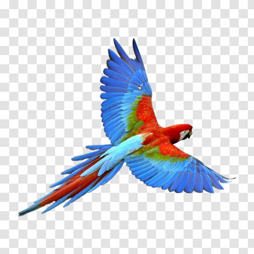 Image Bird Clip Art True Parrot Transparent PNG