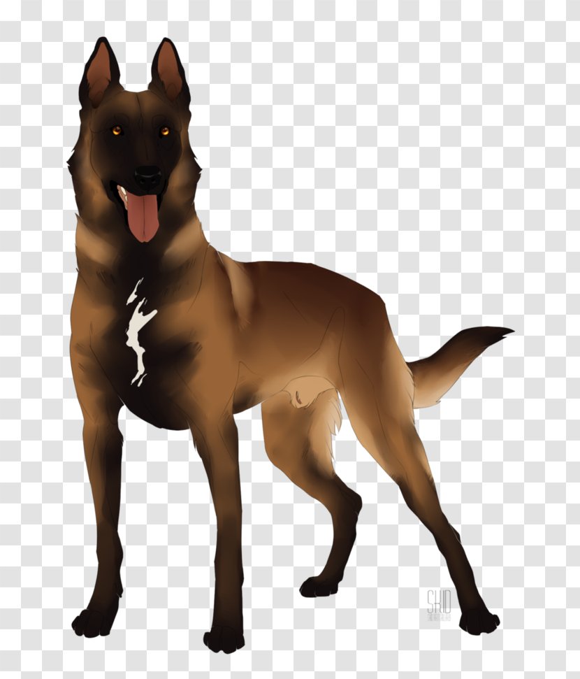 Australian Kelpie Ancient Dog Breeds Pariah - Razas Nativas Vulnerables - Pastor Belga Transparent PNG