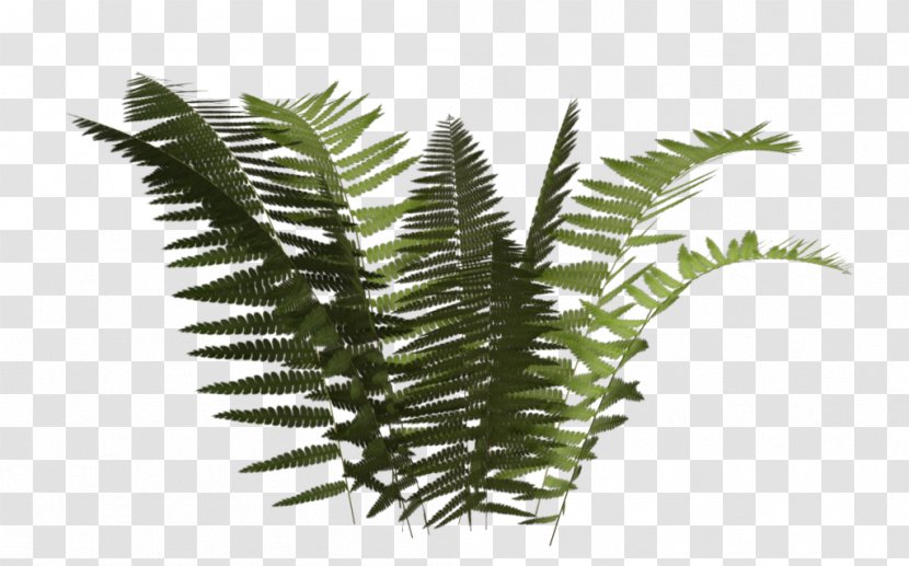 Fern Plant Leaf Transparent PNG