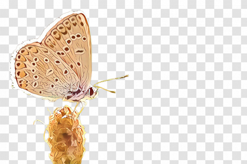 Moths And Butterflies Butterfly Insect Lycaenid Lycaena Transparent PNG