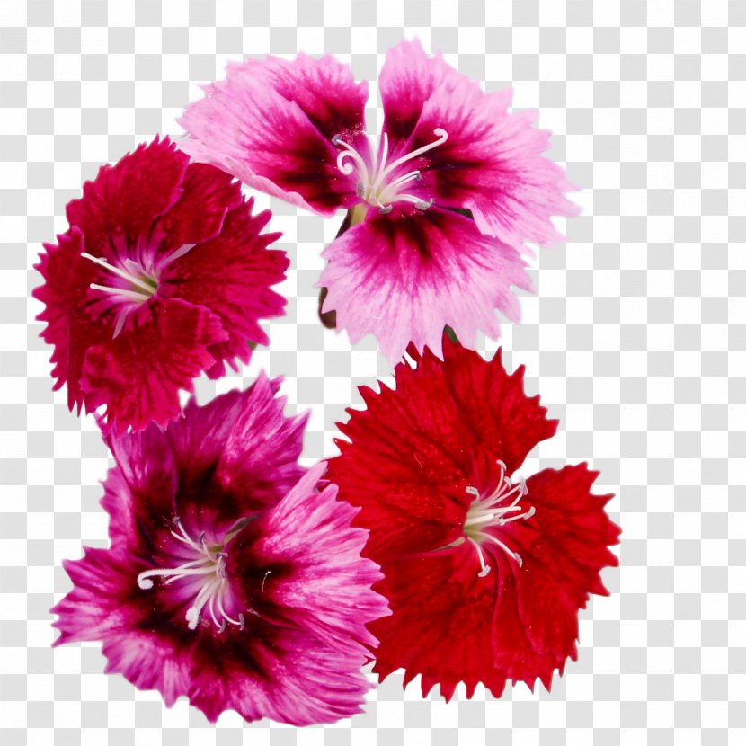 Carnation Mallows Magenta Family - Flower - Microgreens Transparent PNG