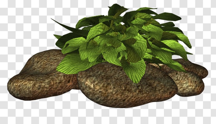 Herb Flowerpot Tree - Vegetable Transparent PNG