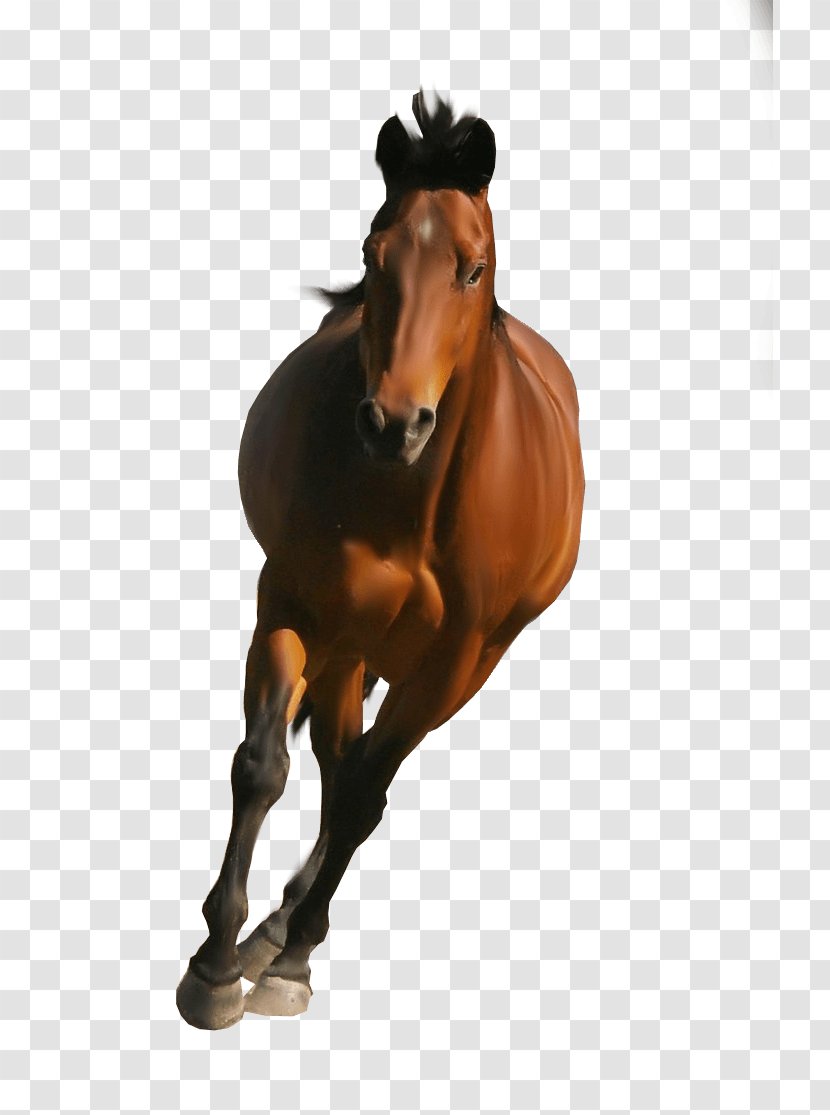 Mustang Stallion Mare Rein Mane - Shire Horse - Image Transparent PNG