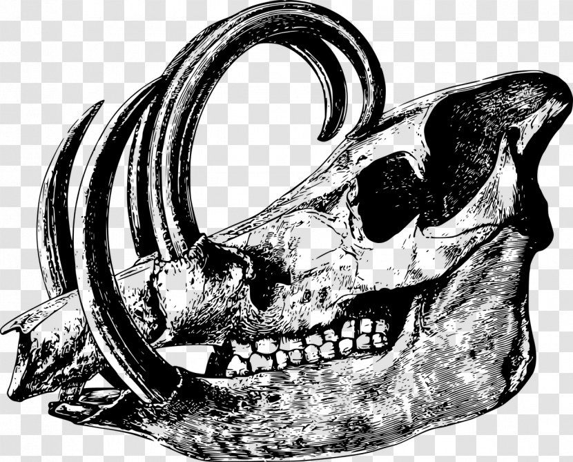 Human Skull Symbolism Babirusa Bone Clip Art - Skulls Transparent PNG
